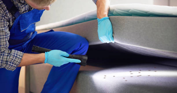 Best Termite Control Services  in Boulder, CO