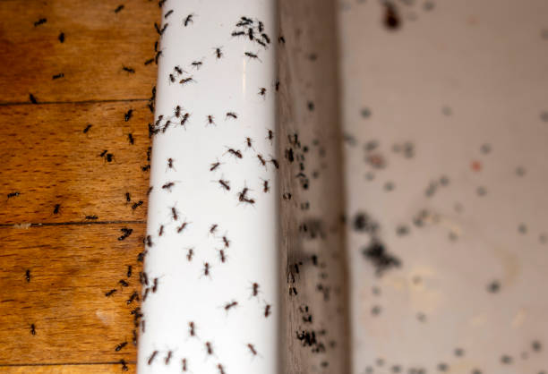 Best Spider Control Near Me  in Boulder, CO