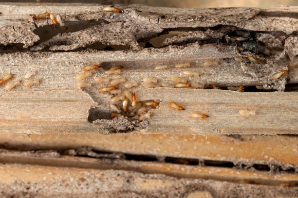 Best Wasp Removal Services  in Boulder, CO