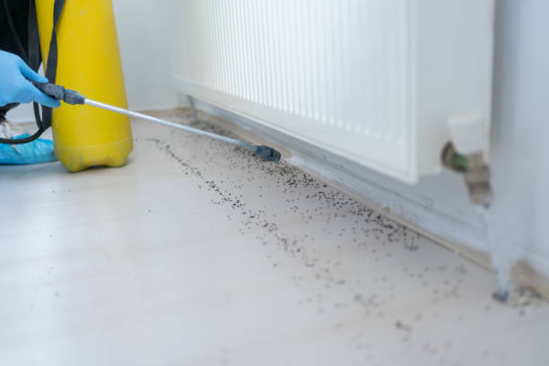 Best Ant Control Services  in Boulder, CO